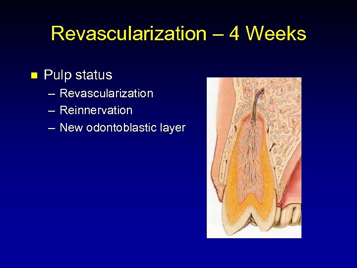 Revascularization – 4 Weeks n Pulp status – – – Revascularization Reinnervation New odontoblastic