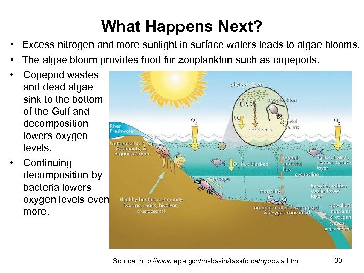 What Happens Next? • Excess nitrogen and more sunlight in surface waters leads to