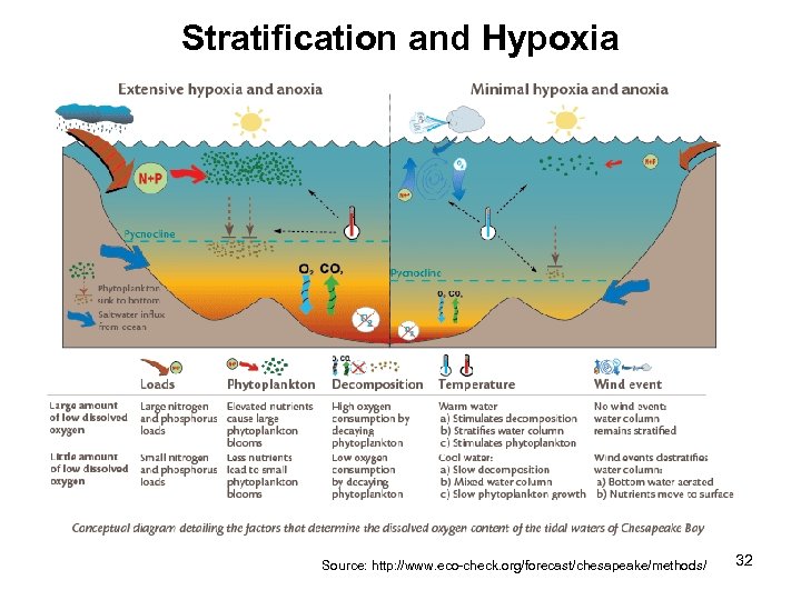 Stratification and Hypoxia Source: http: //www. eco-check. org/forecast/chesapeake/methods/ 32 