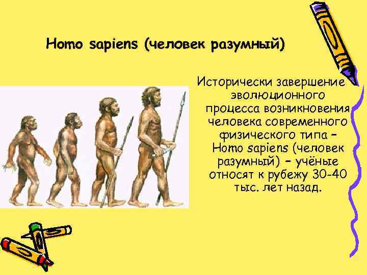 Homo sapiens (человек разумный) Исторически завершение эволюционного процесса возникновения человека современного физического типа –