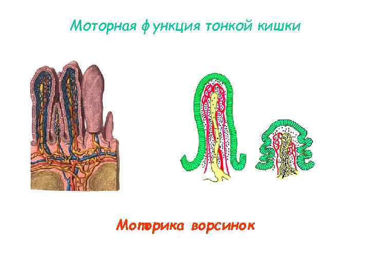 Моторная функция тонкой кишки Моторика ворсинок 