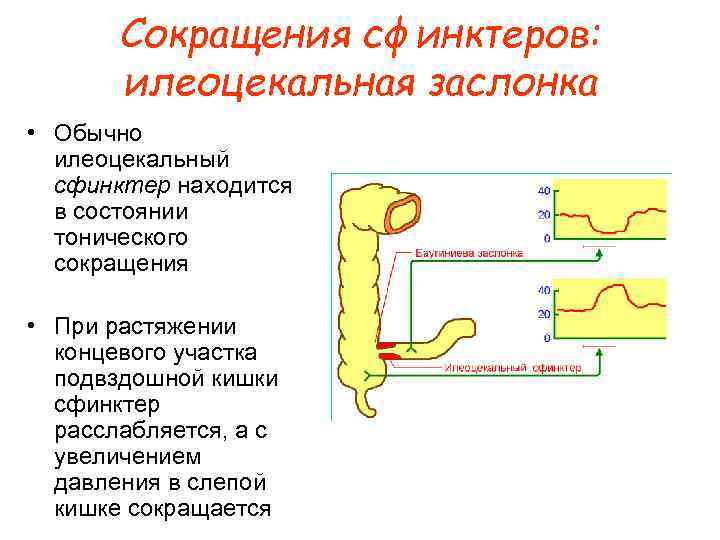 Сокращения сфинктеров: илеоцекальная заслонка • Обычно илеоцекальный сфинктер находится в состоянии тонического сокращения •