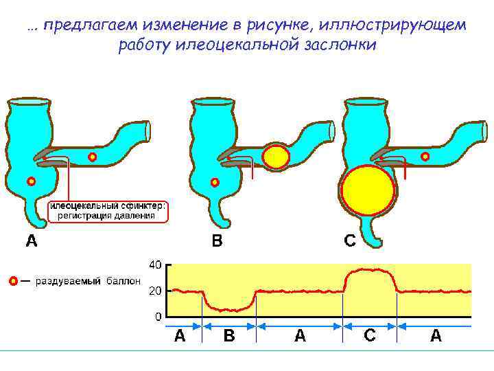 … предлагаем изменение в рисунке, иллюстрирующем работу илеоцекальной заслонки 