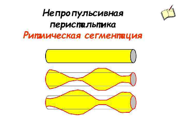 Непропульсивная перистальтика Ритмическая сегментация 