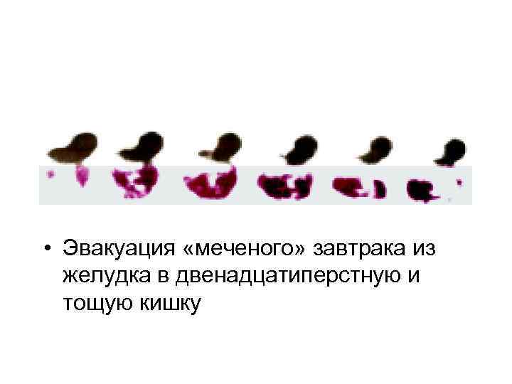  • Эвакуация «меченого» завтрака из желудка в двенадцатиперстную и тощую кишку 