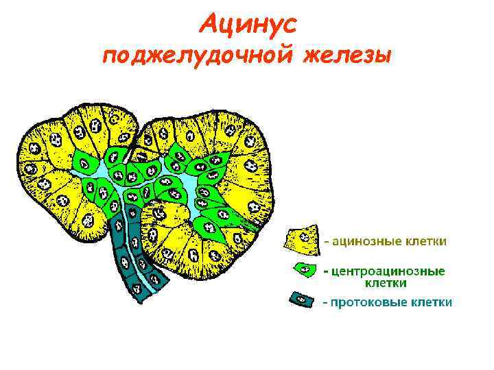 Ацинус поджелудочной железы 