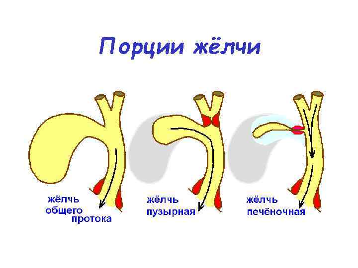 Порции жёлчи 