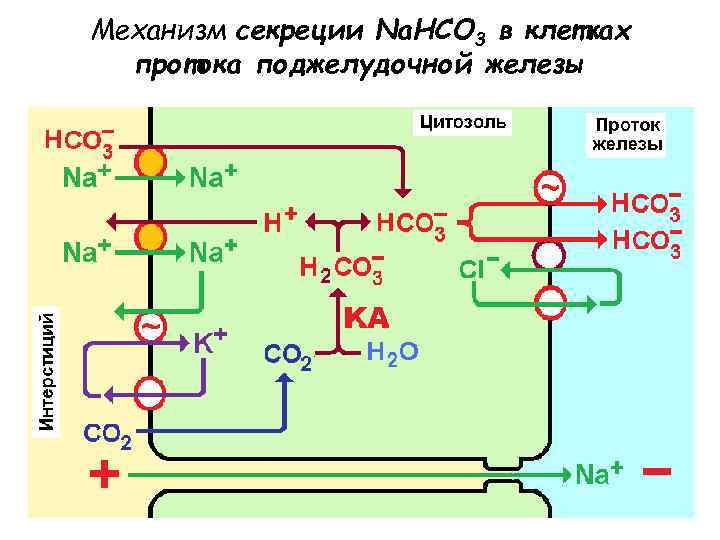 Механизм секреции Na. HCO 3 в клетках протока поджелудочной железы 