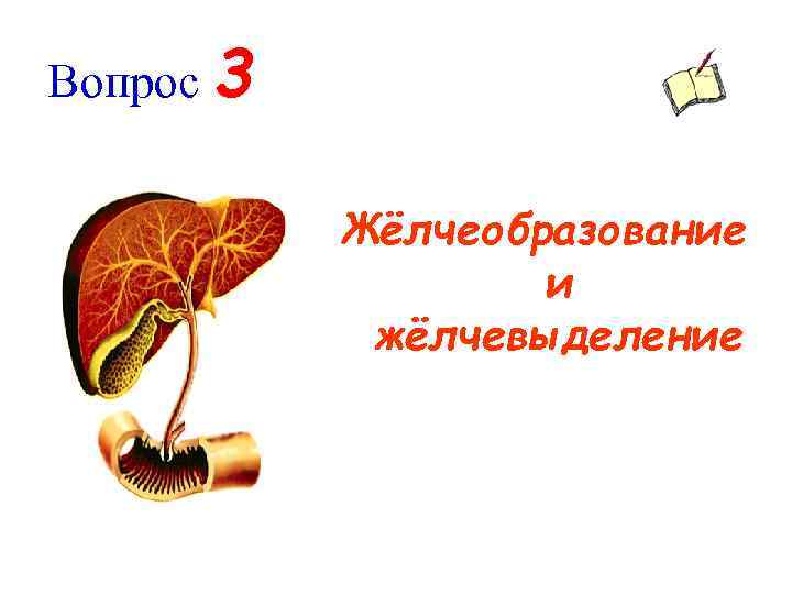 Вопрос 3 Жёлчеобразование и жёлчевыделение 
