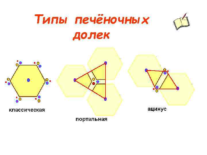 Типы печёночных долек 
