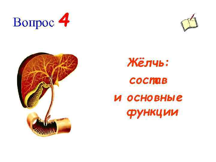 Вопрос 4 Жёлчь: состав и основные функции 
