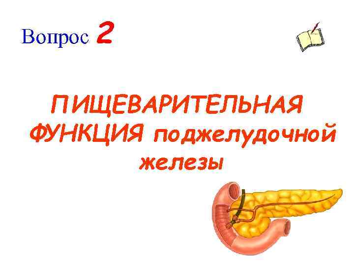 Вопрос 2 ПИЩЕВАРИТЕЛЬНАЯ ФУНКЦИЯ поджелудочной железы 