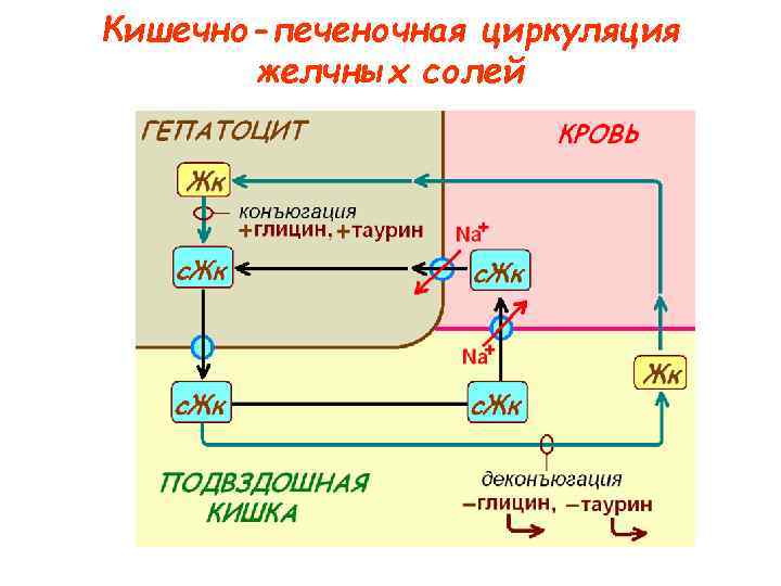 Энтерогепатическая циркуляция желчных кислот схема