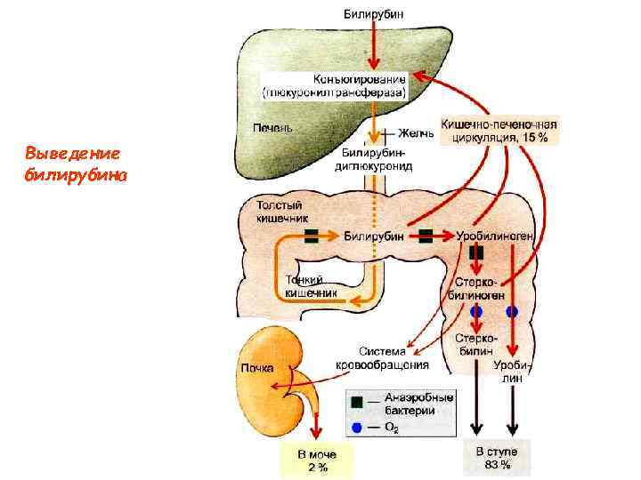 Выведение билирубина 