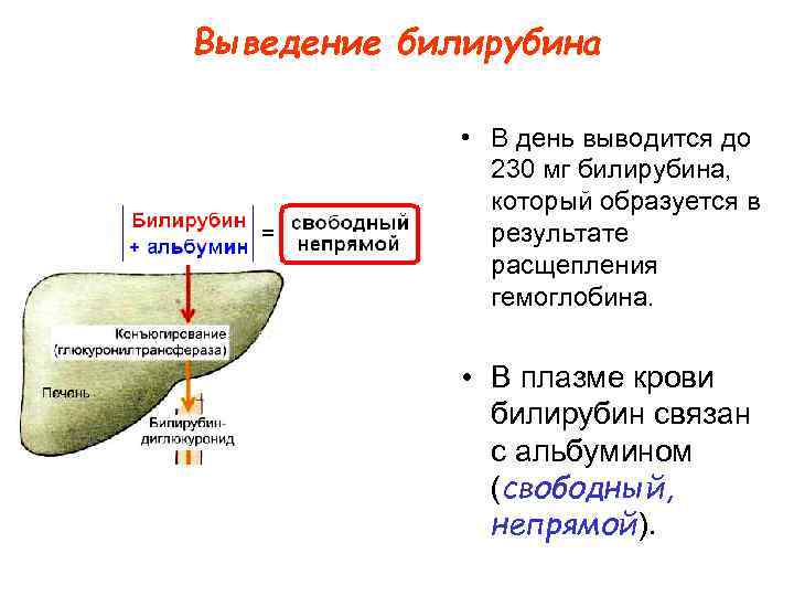 Выведение билирубина • В день выводится до 230 мг билирубина, который образуется в результате