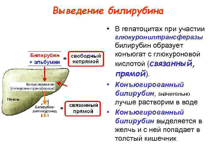 Выведение билирубина • В гепатоцитах при участии глюкуронилтрансферазы билирубин образует конъюгат с глюкуроновой кислотой