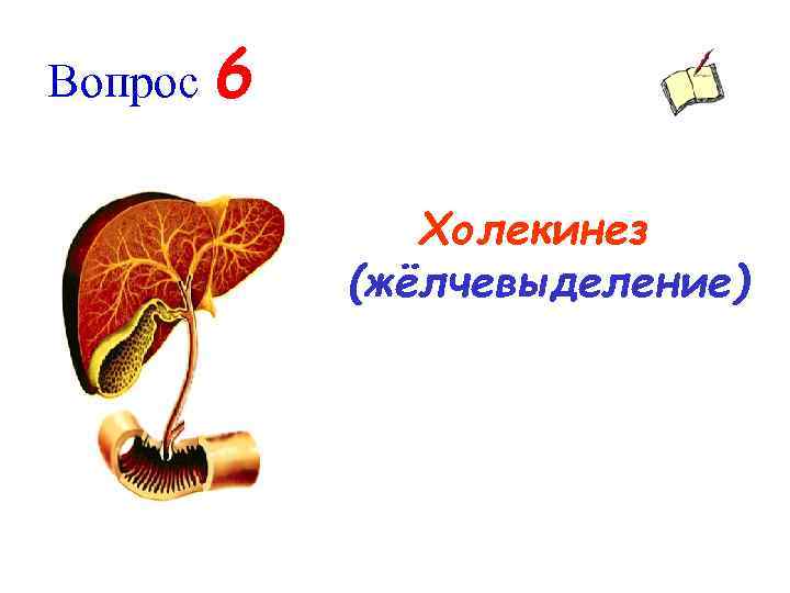 Вопрос 6 Холекинез (жёлчевыделение) 