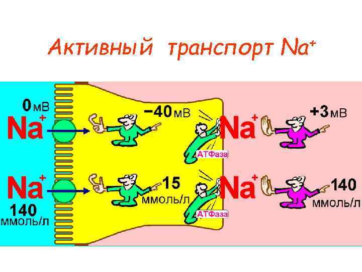 Активный транспорт + Na 