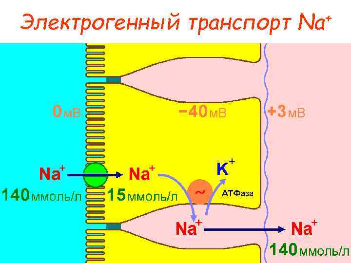 Электрогенный транспорт + Na 