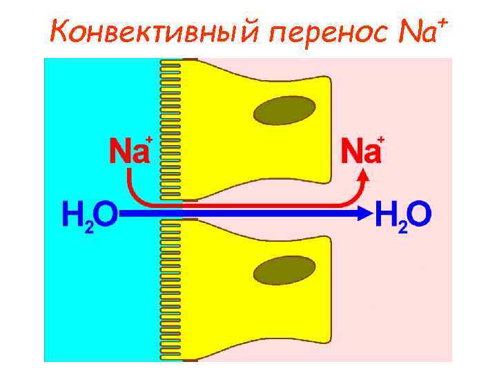 Конвективный перенос + Na 