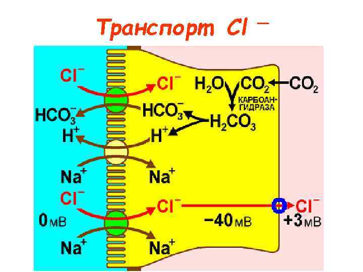 Транспорт Cl — 