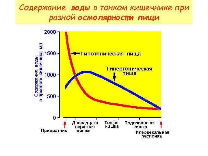 Содержание воды в тонком кишечнике при разной осмолярности пищи 