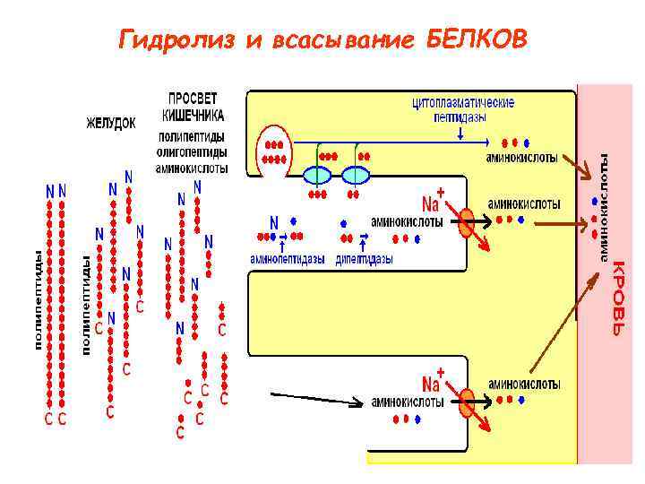 Гидролиз и всасывание БЕЛКОВ 