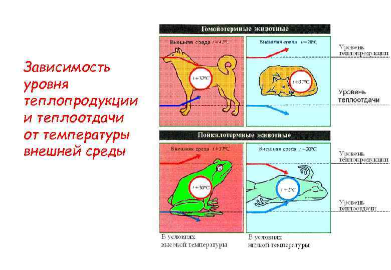 Зависимость уровня теплопродукции и теплоотдачи от температуры внешней среды 