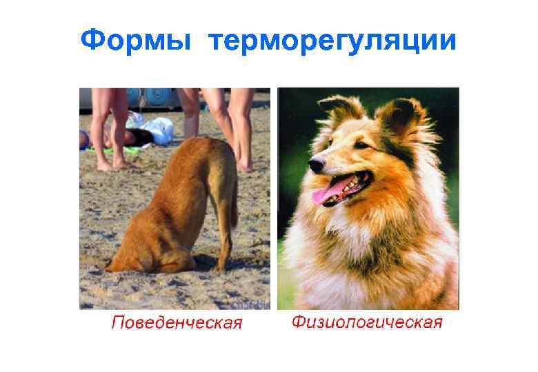 Формы терморегуляции 