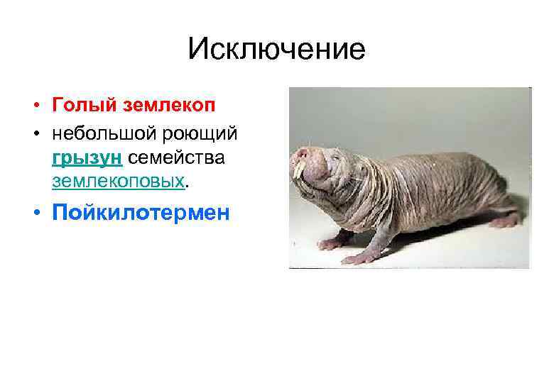 Исключение • Голый землекоп • небольшой роющий грызун семейства землекоповых. • Пойкилотермен 