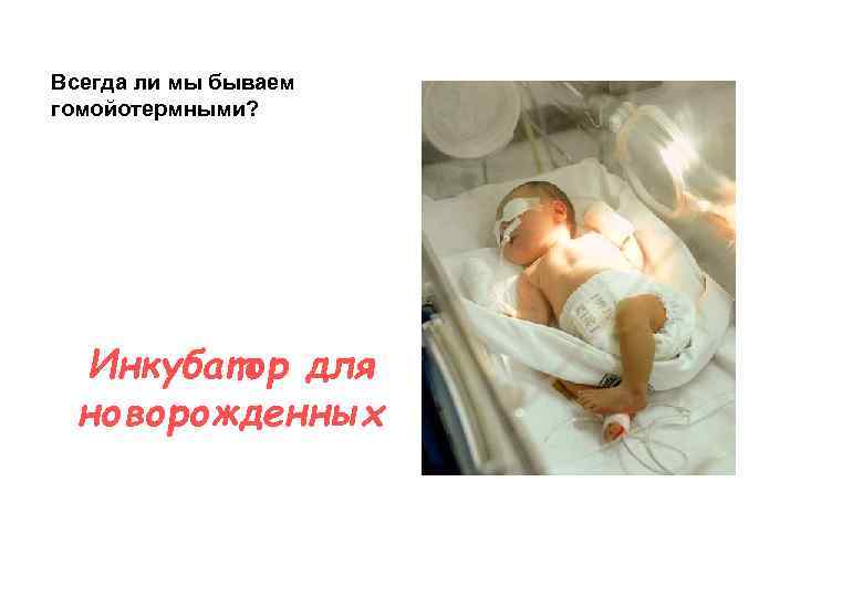 Всегда ли мы бываем гомойотермными? Инкубатор для новорожденных 