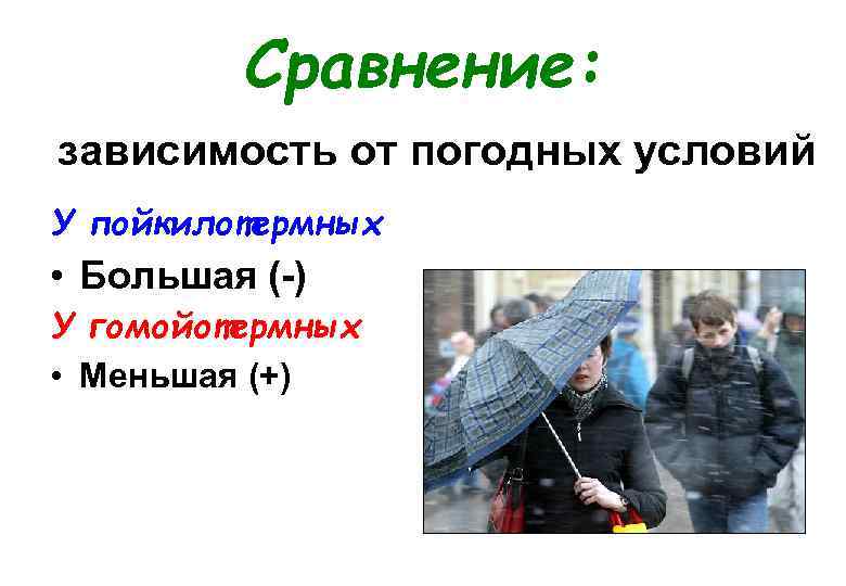 Сравнение: зависимость от погодных условий У пойкилотермных • Большая (-) У гомойотермных • Меньшая