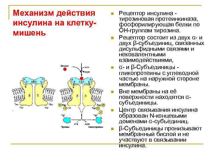 Схема рецептора инсулина