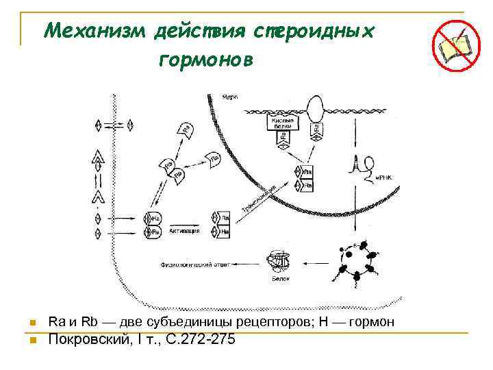 Механизм действия стероидных гормонов n Ra и Rb — две субъединицы рецепторов; Н —
