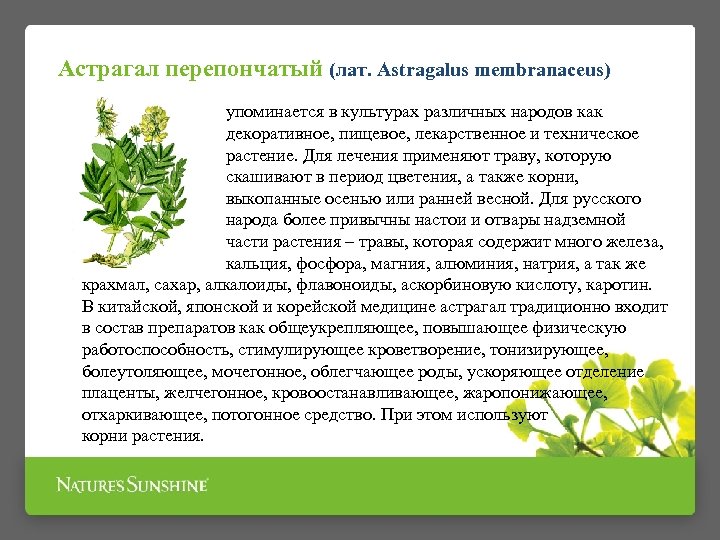 Астрагал перепончатый (лат. Astragalus membranaceus) упоминается в культурах различных народов как декоративное, пищевое, лекарственное