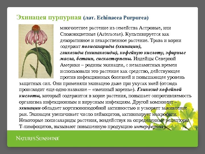 Эхинацея пурпурная (лат. Echinacea Purpurea) многолетнее растение из семейства Астровые, или Сложноцветные (Asteraceae). Культивируется