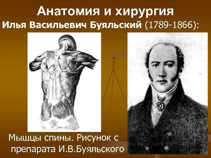 Анатомия и хирургия Илья Васильевич Буяльский (1789 -1866): Мышцы спины. Рисунок с препарата И.