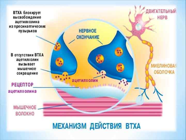 На фоне прозерина действие ацетилхолина