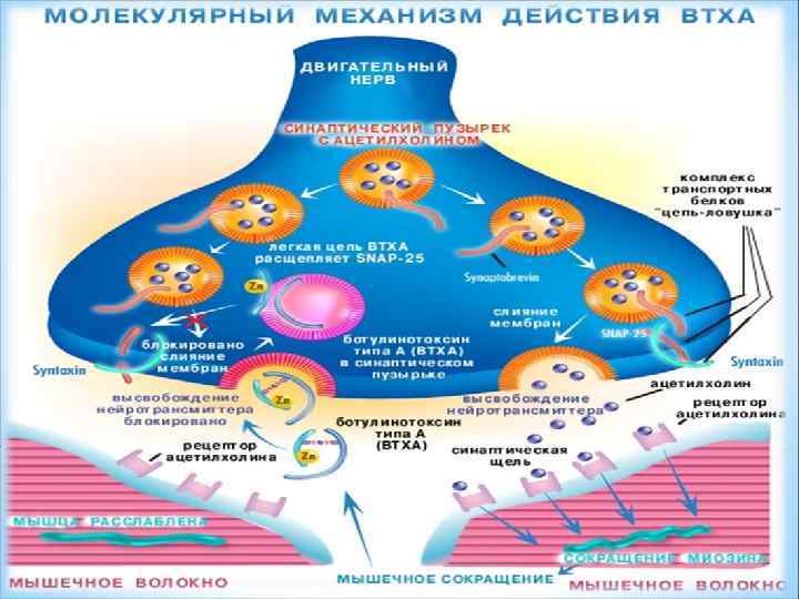 На фоне прозерина действие ацетилхолина