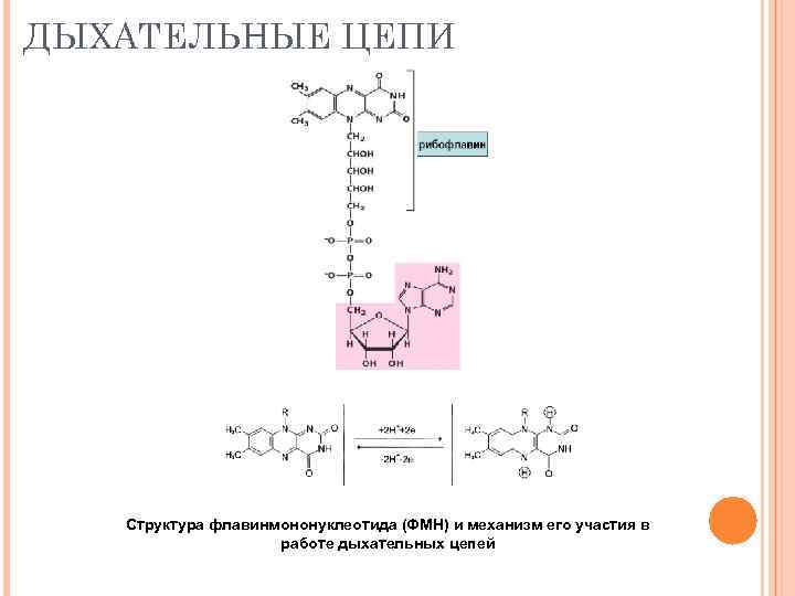 ДЫХАТЕЛЬНЫЕ ЦЕПИ Структура флавинмононуклеотида (ФМН) и механизм его участия в работе дыхательных цепей 