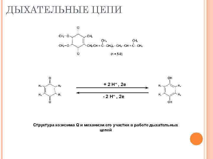 ДЫХАТЕЛЬНЫЕ ЦЕПИ + 2 Н+ , 2 e - 2 Н+ , 2 e