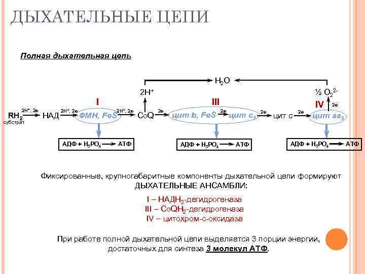 ДЫХАТЕЛЬНЫЕ ЦЕПИ Полная дыхательная цепь Н 2 О 2 Н+ III I 2 Н+,