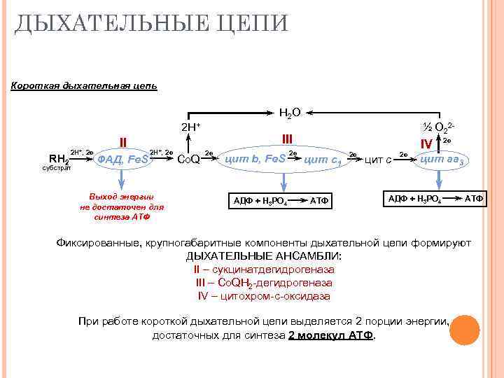 Дыхательная цепь. Дыхательная цепь 1 типа биохимия. Укороченная дыхательная цепь биохимия. Субстраты 1 комплекса дыхательной цепи. Схема полной дыхательной цепи.