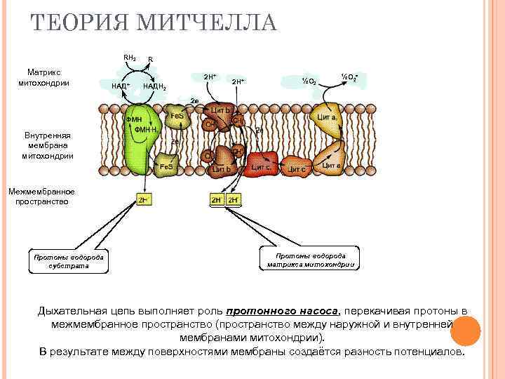 ТЕОРИЯ МИТЧЕЛЛА RH 2 Матрикс митохондрии R 2 Н+ НАДН 2 2 Н+ ½