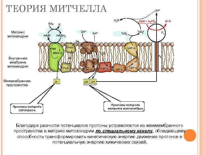 ТЕОРИЯ МИТЧЕЛЛА RH 2 Матрикс митохондрии Н 2 О R 2 Н+ НАД+ 2