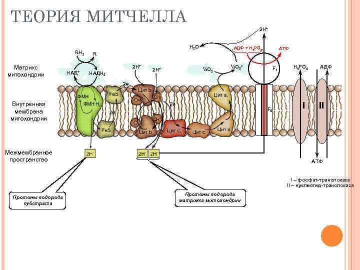 ТЕОРИЯ МИТЧЕЛЛА 2 Н+ RH 2 Матрикс митохондрии Н 2 О R 2 Н+