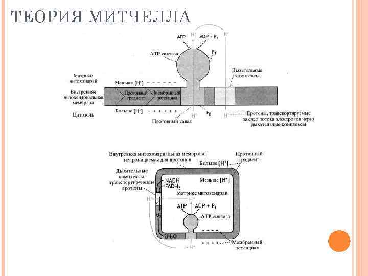 ТЕОРИЯ МИТЧЕЛЛА 