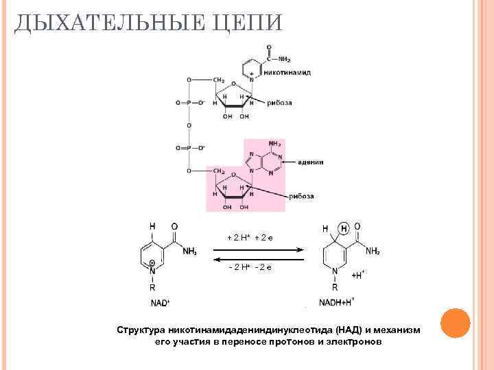 ДЫХАТЕЛЬНЫЕ ЦЕПИ + 2 Н+ + 2 е - 2 Н+ - 2 е