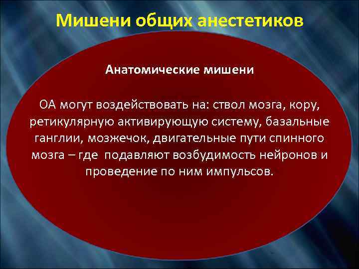Мишени общих анестетиков Анатомические мишени ОА могут воздействовать на: ствол мозга, кору, ретикулярную активирующую