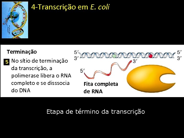 4 -Transcrição em E. coli Terminação No sítio de terminação da transcrição, a polimerase